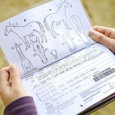 Ett öppet hästpass med diagram och text som beskriver hästens tecken.