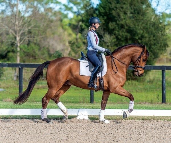 Ryttare rider en brun häst i trav på en dressyrbana